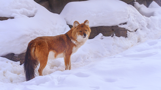 Dhole in snow