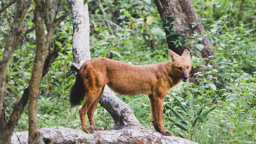 Dhole in a tree